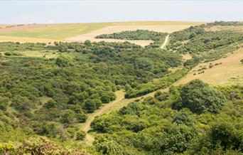 rolling green hills covered in trees