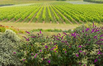 Vines at Rathfinny Wine Estate