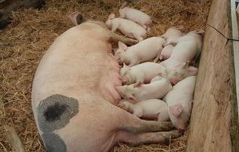 Pigs and Piglets feeding in sty