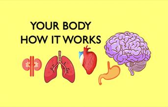 Your Body: How it Works