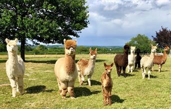 Herd of Alpacas outside in field