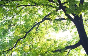 dappled sunlight through the leaves of a tree