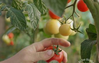 picking tomatos