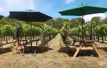 View of vineyard with picnic tables