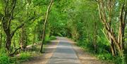 Image of the Cuckoo Trail path through the nature in Wealden