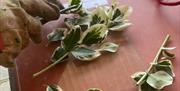 Leaves being cut on a workshop table