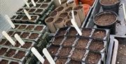 An array of pots filled with soil
