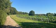 Image of the fields at Off The Line Vineyard