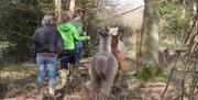 People walking with Alpacas