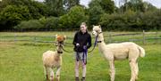 A girl holding two Alpacas