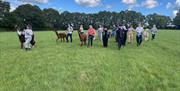 Group of people walking Alpacas