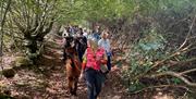 People walking Alpacas in the woods