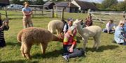 People sitting with a group of Alpacas