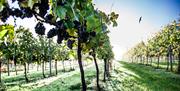 Bluebell Vineyard blue skies and bird flying over