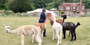 Lady feeding alpacas