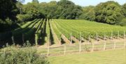 Vines surrounded by trees