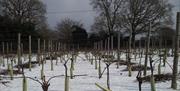 Vines covered in snow