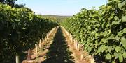 Vines with blue skies