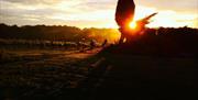 Vineyard in Autumn sunset