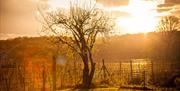Vineyard at sunrise