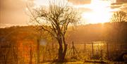 Vineyard at sunrise