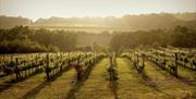 Bluebell Vineyard looking over the valley