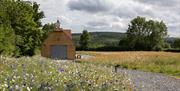 Busi Jacobsohn wild fliower meadow