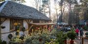 Christmas Trees and Winter Fayre at Wilderness Wood