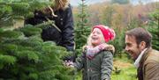 Christmas Trees and Winter Fayre at Wilderness Wood