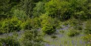 Image of the Christmas tree field and bluebells at Wilderness Wood