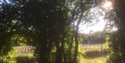 View of vines at Clayton Organic Vineyard