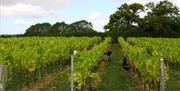 Vines at Davenports Vineyards