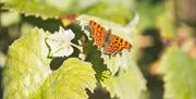 Butterfly on vines at Davenports Vineyard