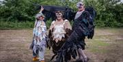 Dizzy O_Dare - Falconry Dismay - Alice Denny Photography