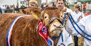 A prize-winning cow wearing red, white and blue rosettes is led by a handler at a livestock show, with other exhibitors and spectators behind.