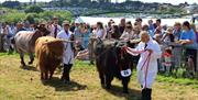 Handlers lead Highland cattle with long horns and numbered tags through a show ring, with a large crowd watching at an agricultural show.