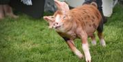 A spotted pig trotting across green grass at an agricultural show, with people and equipment blurred in the background.