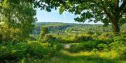 Looking out towards the landscape of Ashdown Forest in the summer