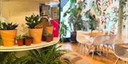 A shelf with plants, with tables and chairs in the background