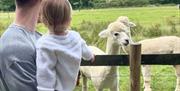 Father and Daughter looking at the farm animals together
