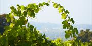 Vines at Fox and Fox Vineyard