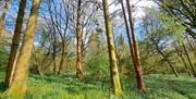 The woods at the Ghyll