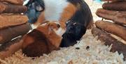 Image of a Guinea pig and pups at Blackberry Farm Park