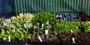 Assorted of plants Hailsham