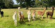 Herd of Alpacas outside