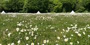 Image of the field with three tents