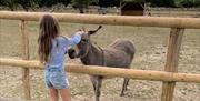 Image of a girl and a donkey at Blackberry Farm Park