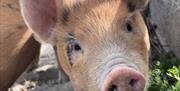 Image of a pig at Blackberry farm park