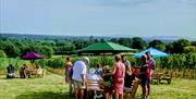 image of the vineyard picnic