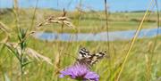 Image of a butterfly on a flower at Seven Sisters Country Park